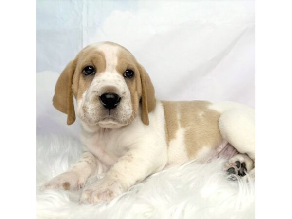 Walrus DOG Male Lemon / White 2847 Petland Lancaster, Ohio