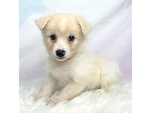 Huskimo-DOG-Female-Cream-2851-Petland Lancaster, Ohio