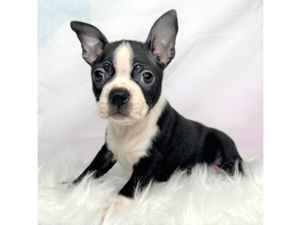 Boston Terrier DOG Female Black / White 2850 Petland Lancaster, Ohio