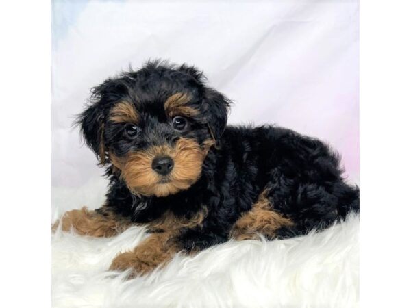 Yorkiepoo DOG Male Black / Tan 2849 Petland Lancaster, Ohio