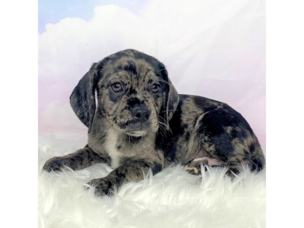 Puggle DOG Male Blue Merle 2864 Petland Lancaster