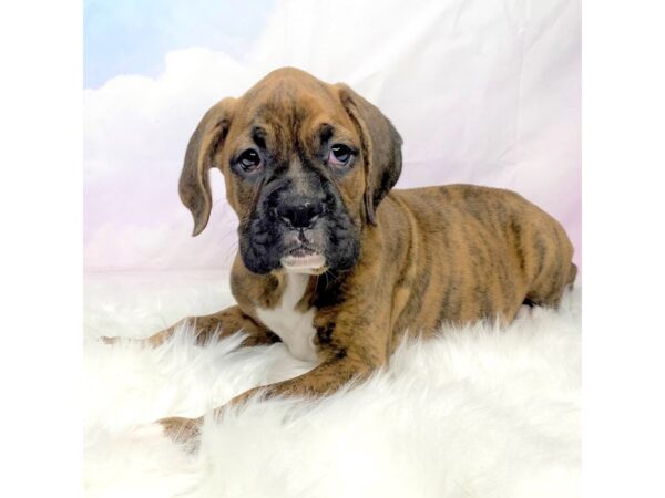 Boxer DOG Male Brindle 2863 Petland Lancaster, Ohio