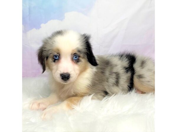 Miniature Australian Shepherd DOG Female Blue Merle 2862 Petland Lancaster, Ohio