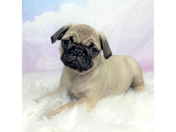 Pug-DOG-Male-Fawn-2861-Petland Lancaster, Ohio