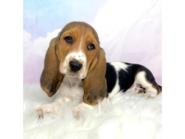 Basset Hound DOG Female Black White / Tan 2858 Petland Lancaster, Ohio