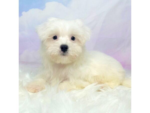 Maltese DOG Male White 2857 Petland Lancaster, Ohio