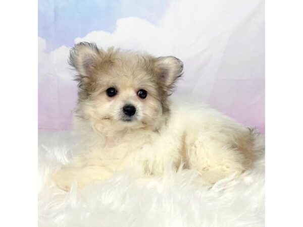 Pomachon DOG Female Cream Sable 2856 Petland Lancaster, Ohio