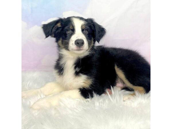Australian Shepherd-DOG-Male-Black Tan / White-2855-Petland Lancaster
