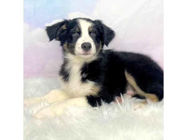 Australian Shepherd DOG Male Black Tan / White 2855 Petland Lancaster, Ohio