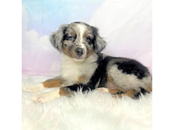 Australian Shepherd DOG Male Blue Merle 2854 Petland Lancaster, Ohio