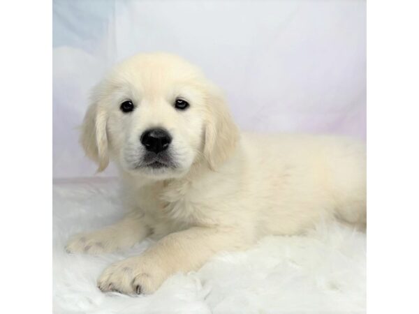 Golden Retriever-DOG-Male-Cream-2872-Petland Lancaster, Ohio
