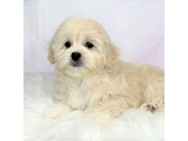 Pekepoo DOG Female cream 2871 Petland Lancaster, Ohio