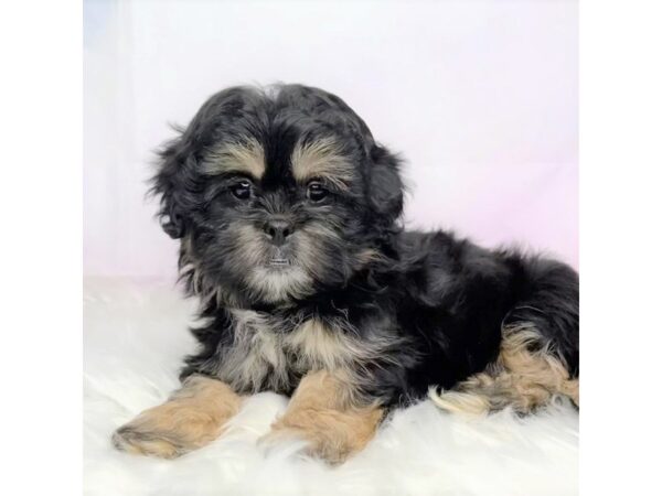 Pekepoo DOG Female blk/tn 2870 Petland Lancaster, Ohio