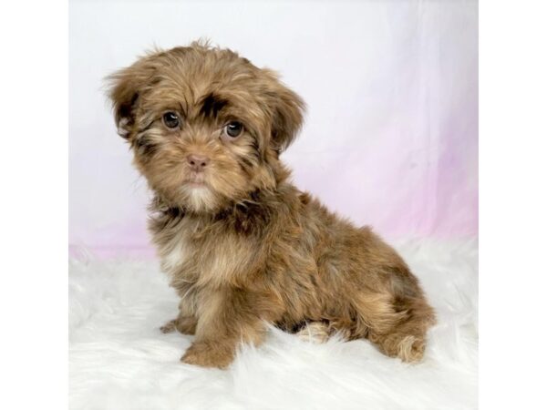 Shorkie DOG Female brown 2869 Petland Lancaster, Ohio