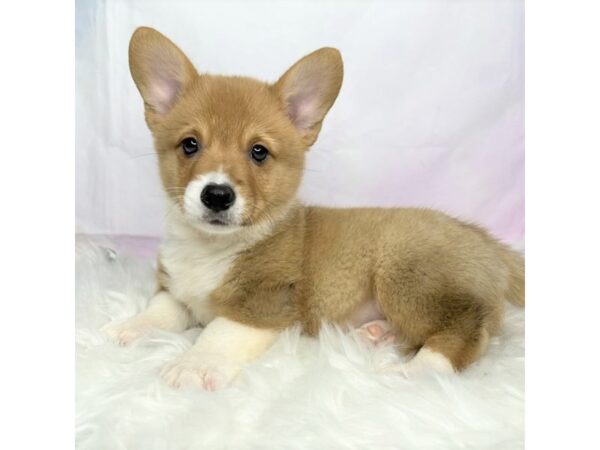 Pembroke Welsh Corgi DOG Male Red / White 2868 Petland Lancaster, Ohio