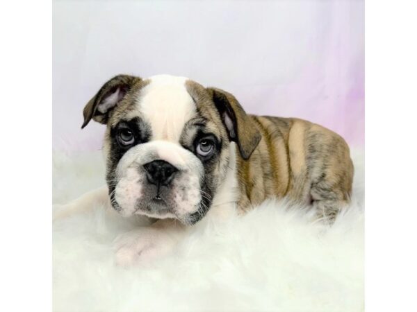 Bulldog DOG Female Red 2867 Petland Lancaster, Ohio