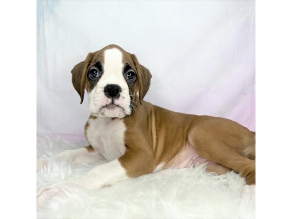 Boxer DOG Male Fawn 2866 Petland Lancaster, Ohio