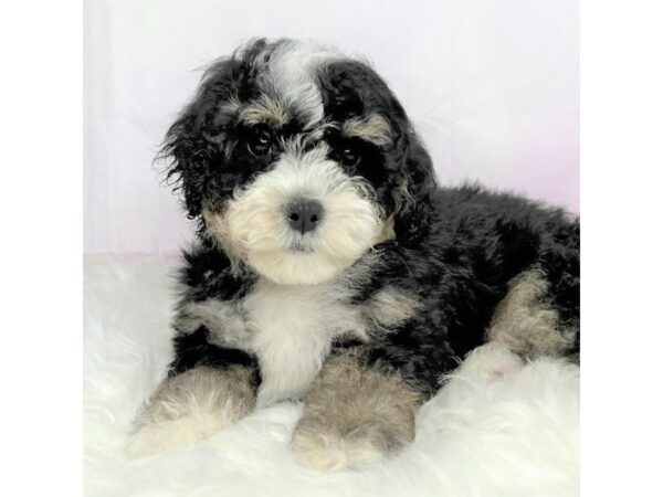 Bernedoodle Mini 2nd Gen DOG Male Black White / Tan 2865 Petland Lancaster, Ohio