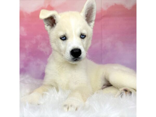 Husky DOG Female white 2875 Petland Lancaster, Ohio