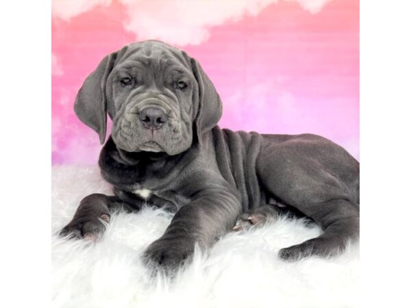 Neapolitan Mastiff DOG Male Blue 2874 Petland Lancaster, Ohio