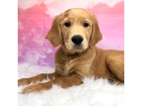 Golden Retriever DOG Male Golden 2873 Petland Lancaster, Ohio