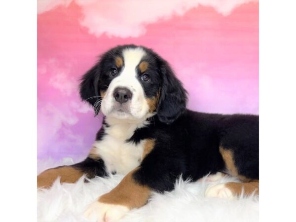 Bernese Mountain Dog-DOG-Male-Black Rust / White-2882-Petland Lancaster, Ohio