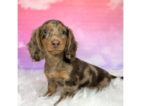 Dachshund DOG Female Chocolate 2881 Petland Lancaster, Ohio