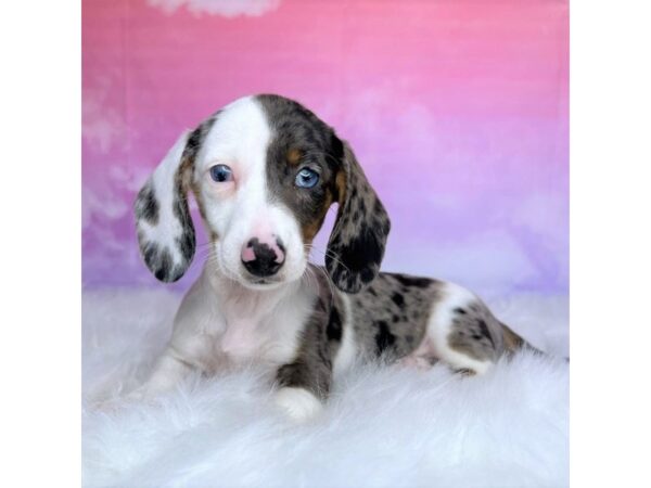 Dachshund DOG Female Blue Merle 2880 Petland Lancaster, Ohio