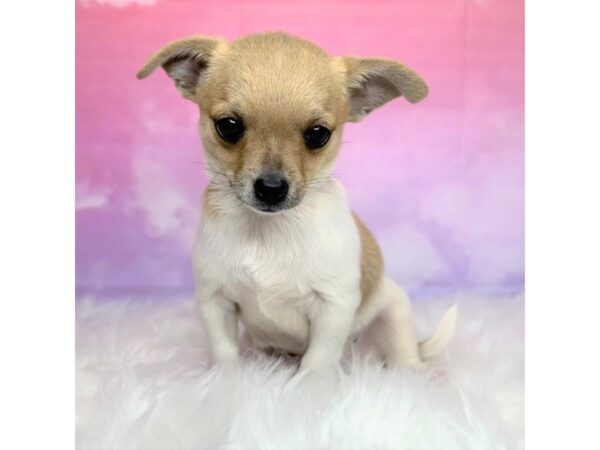 Chihuahua DOG Male Fawn / White 2878 Petland Lancaster, Ohio