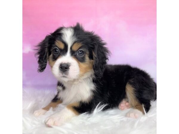 Mini Bernese DOG Female tri 2876 Petland Lancaster, Ohio