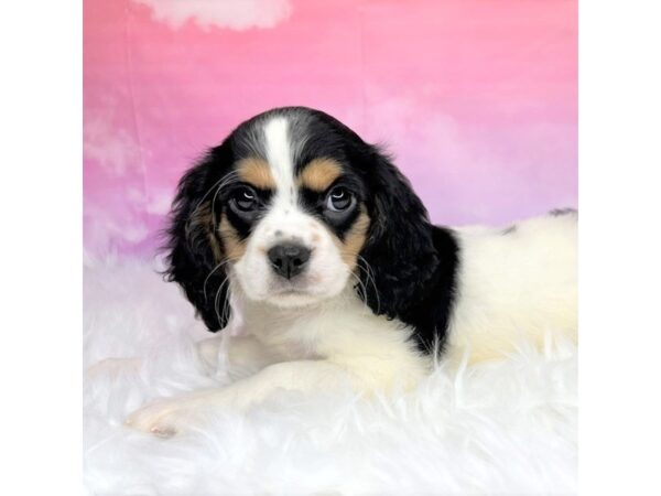 Cavachon DOG Female tri 2891 Petland Lancaster, Ohio