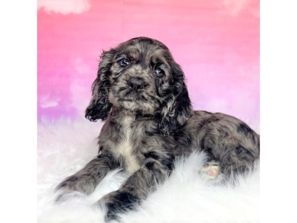 Cocker Spaniel-DOG-Female-Blue Merle-2889-Petland Lancaster, Ohio