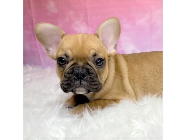 French Bulldog-DOG-Male-fawn-2887-Petland Lancaster, Ohio