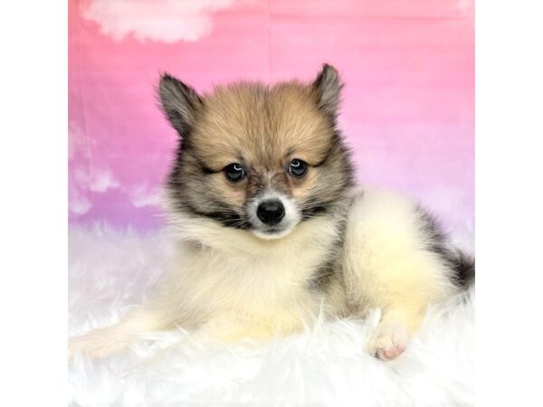 Pomeranian DOG Male brwn/wht 2886 Petland Lancaster, Ohio