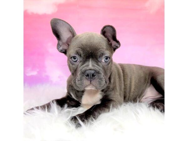 Frenchton DOG Male blue brindle 2885 Petland Lancaster, Ohio