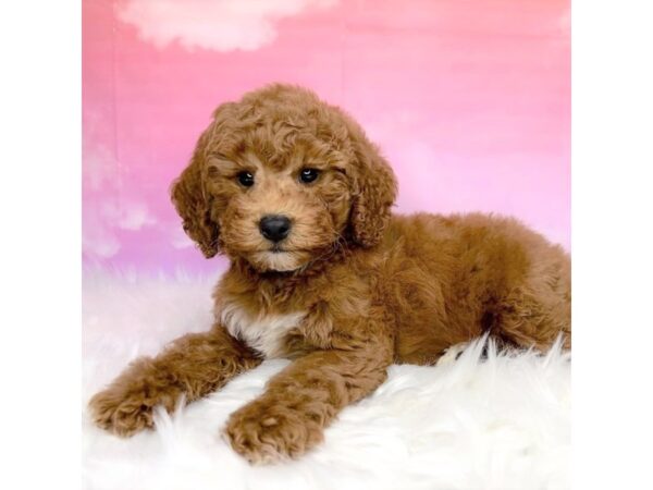 Moyen Poodle-DOG-Female-red-2884-Petland Lancaster, Ohio