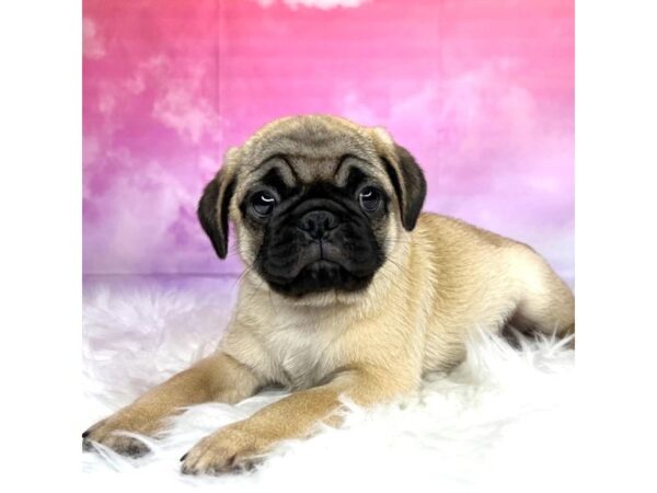 Pug DOG Male Fawn 2908 Petland Lancaster, Ohio