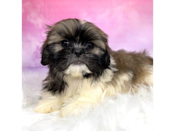 Shih Tzu DOG Female Sable / White 2907 Petland Lancaster, Ohio