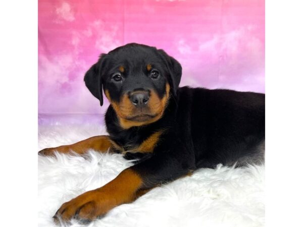 Rottweiler DOG Female Black / Tan 2906 Petland Lancaster, Ohio