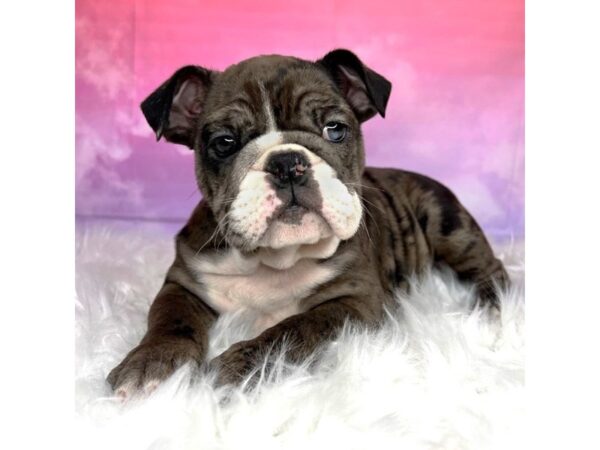 English Bulldog DOG Female Blue Merle 2905 Petland Lancaster, Ohio