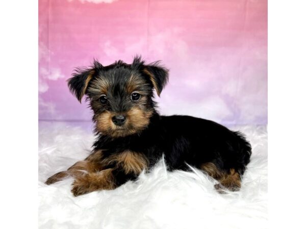 Yorkshire Terrier-DOG-Male-Black / Tan-2904-Petland Lancaster, Ohio