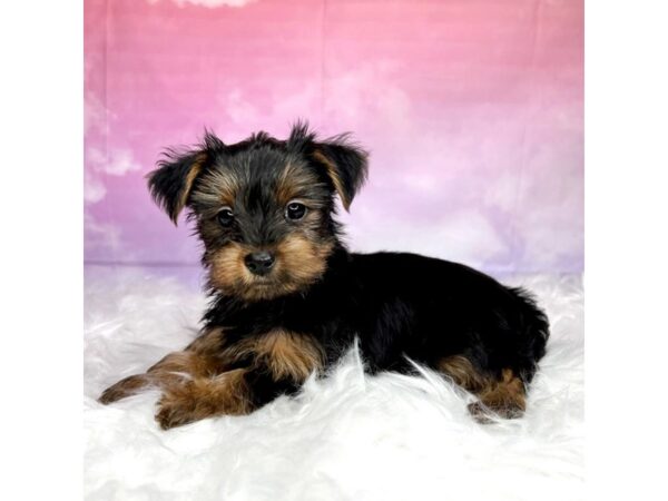 Yorkshire Terrier DOG Male Black / Tan 2904 Petland Lancaster, Ohio