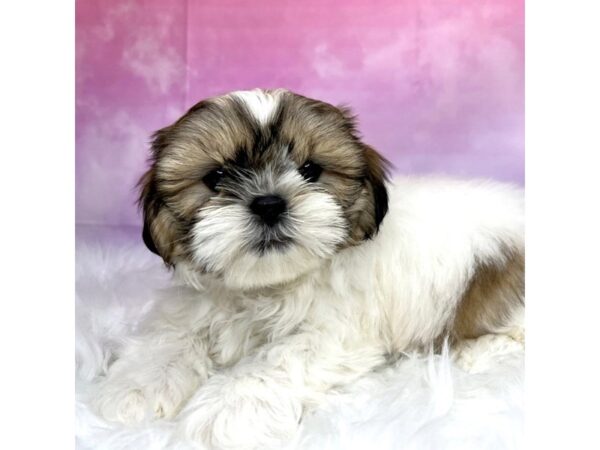 Shih Tzu DOG Male Brown / White 2903 Petland Lancaster, Ohio