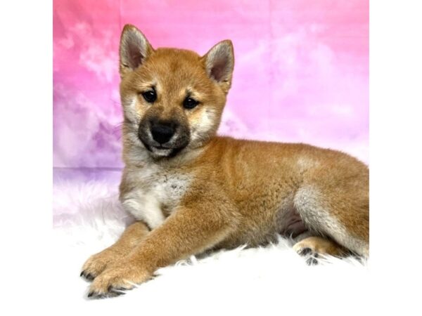 Shiba Inu DOG Male Red Sesame 2901 Petland Lancaster, Ohio