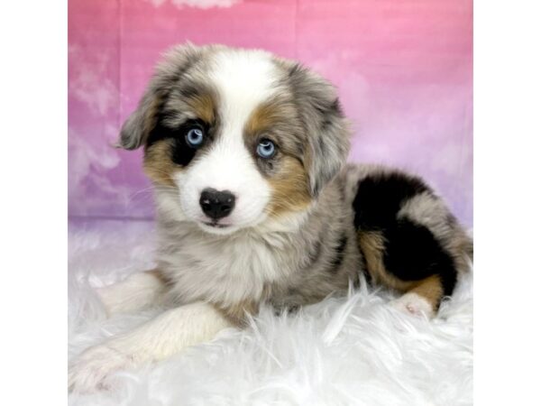 Miniature American Shepherd DOG Female Blue Merle 2900 Petland Lancaster, Ohio