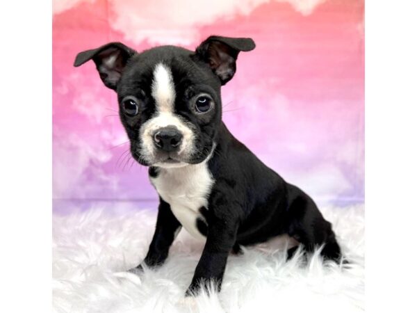 Boston Terrier DOG Female Black / White 2899 Petland Lancaster, Ohio