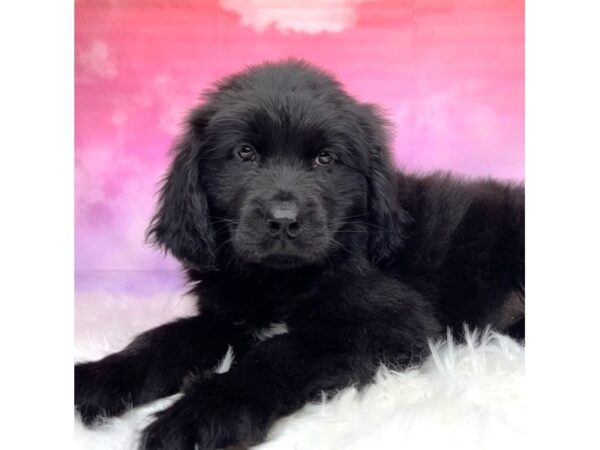 Newfoundland DOG Female Black / White 2898 Petland Lancaster