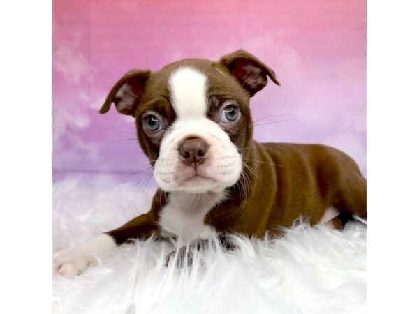 Boston Terrier DOG Male Seal / White 2897 Petland Lancaster, Ohio