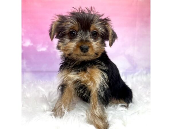 Yorkshire Terrier DOG Female Black / Tan 2896 Petland Lancaster, Ohio