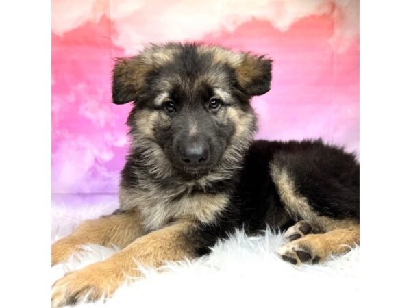 German Shepherd Dog-DOG-Female-Black / Tan-2895-Petland Lancaster, Ohio